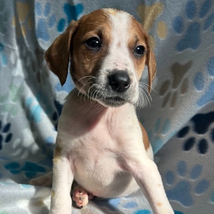 Sailor - Available Wed. Feb. 18 @ 11am