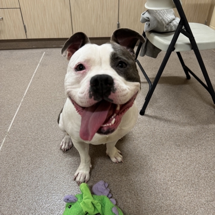 Nahla - Benchwarmer!