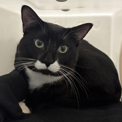 Salem