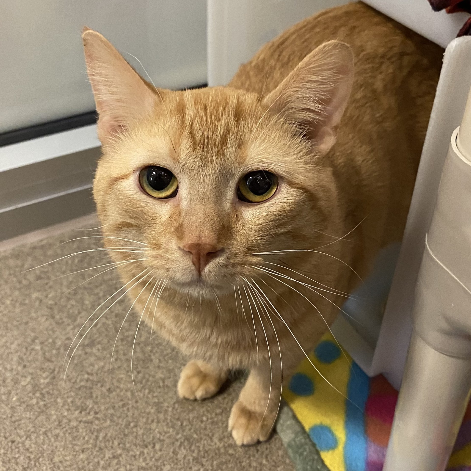 Skittles - Volunteer Pick!