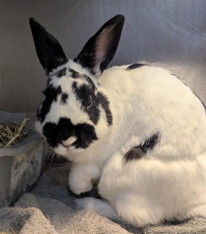 Oreo