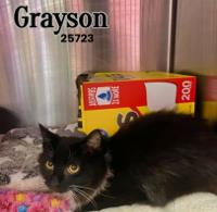 Grayson
