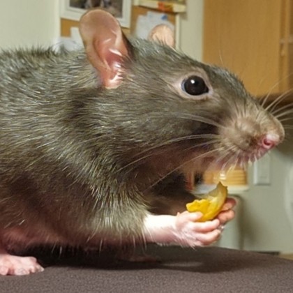 Chocolate Chip - Required Trio!