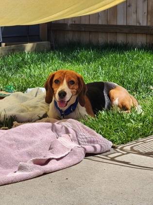 Gracie