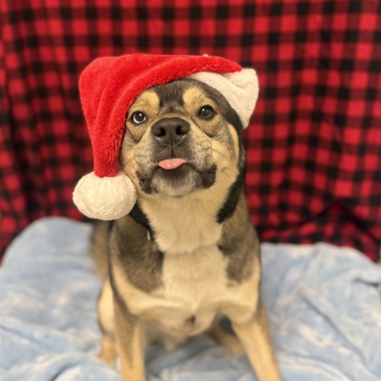 Biggie Smalls - Benchwarmer, Staff Pick and Video!