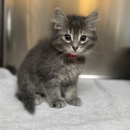 Matilda - Available Sat. Apr. 11 @ 10am