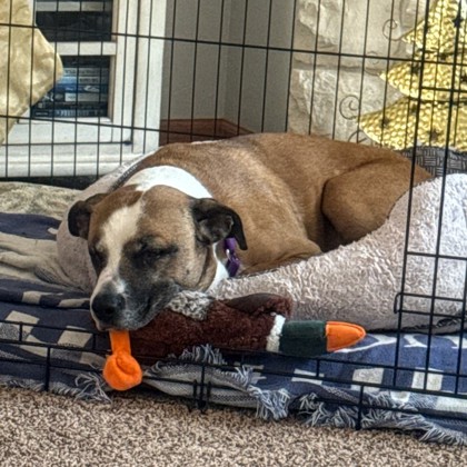 Magic - Volunteer Pick & Benchwarmer!