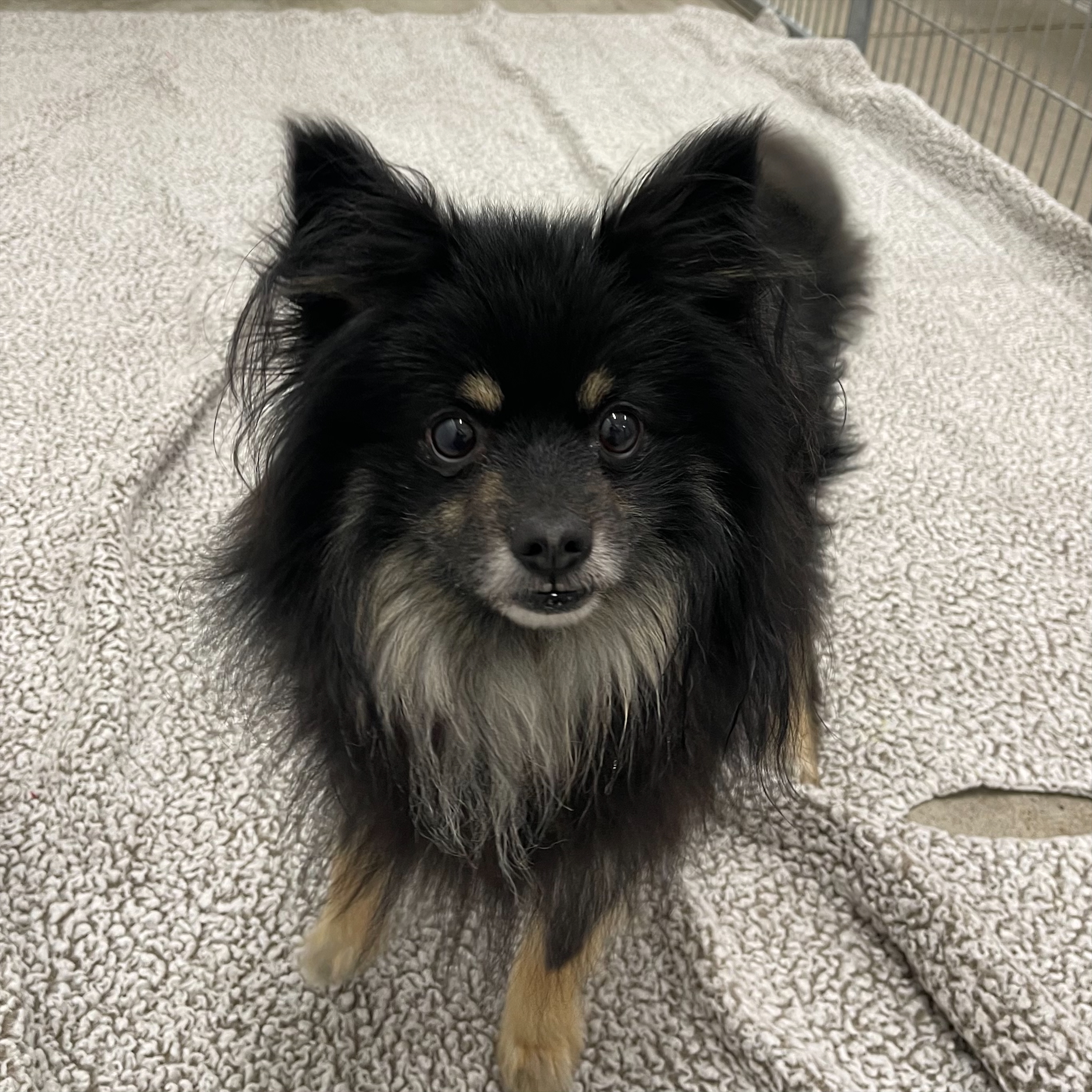 "Tostada" - Adoption Hold!