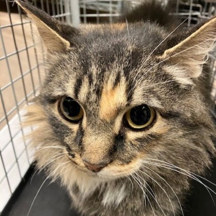 Fluffy - Working Cat!