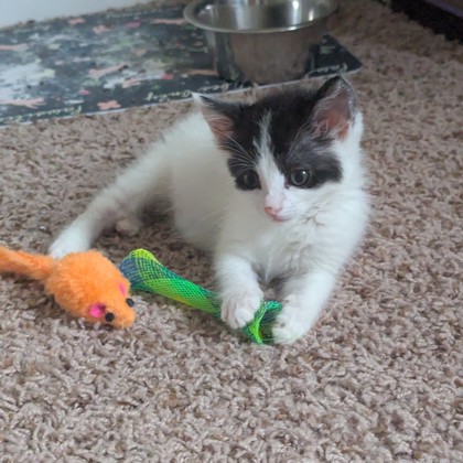 Tara Lipinski