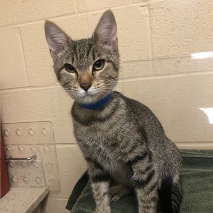 "Trouble" - Adoption Hold!