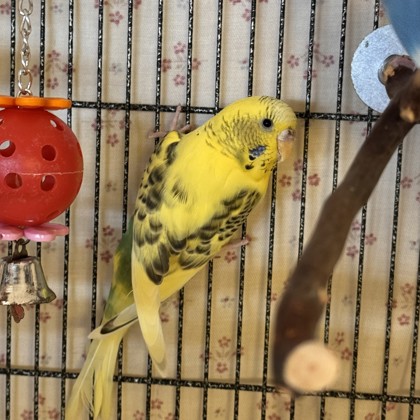 Sunflower -Required Trio!