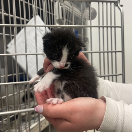 Oreo