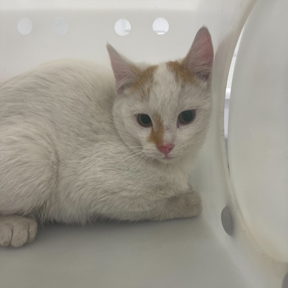 "Sandlot" -Adoption Hold!