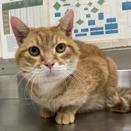 "Purr Machine" - Adoption Hold!