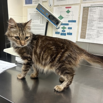 "Birdie Rose" - Adoption Hold!