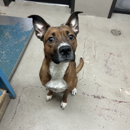 "Ritchie"- Adoption Hold