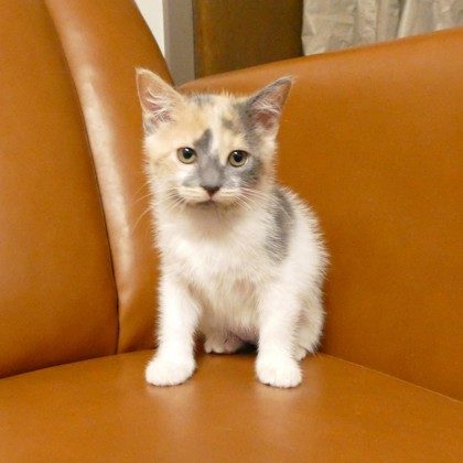 Ms. Meowski