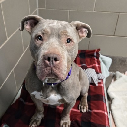 Gabbana - Staff Pick!