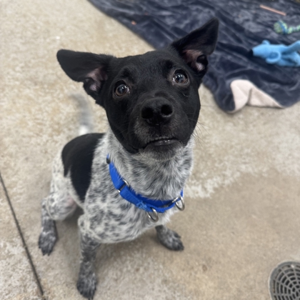Max