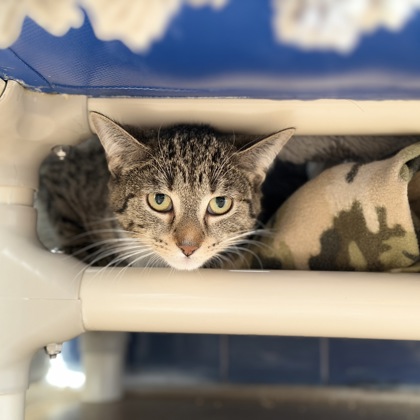 Scratch - Required couple