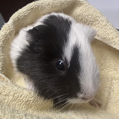 Cilantro