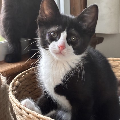 Rascal