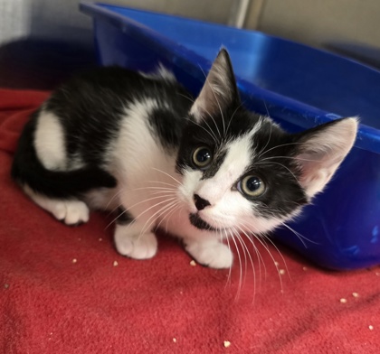 Taco Mio - Petco Lake Geneva!