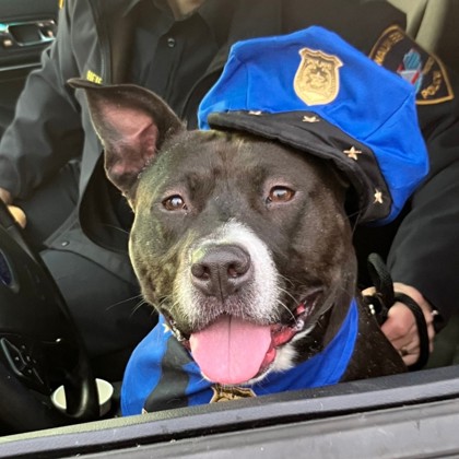 Brie - Benchwarmer, Video & Staff Pick!