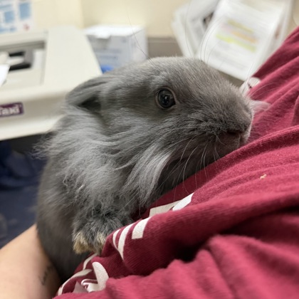Penelope