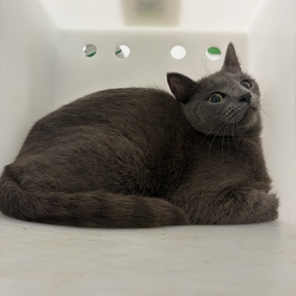 Smokie