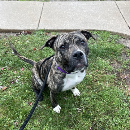 Bodacious - Benchwarmer!