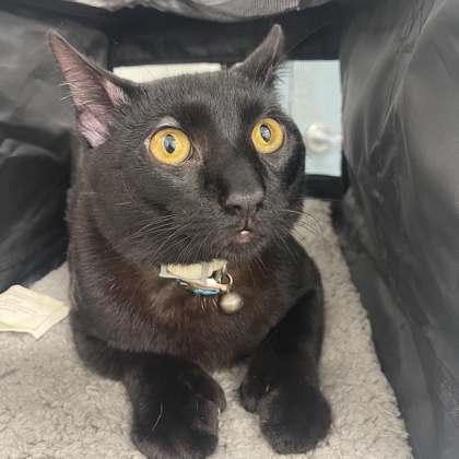Blue - Adoption Hold!