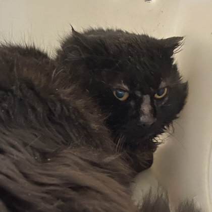 Mr. Wobbles - Working Cat!