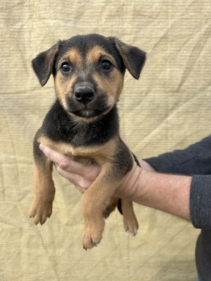 Hank - Available Sat. Jan. 31 @ 10am