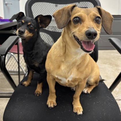 Shakira - Required Pair with Dori!