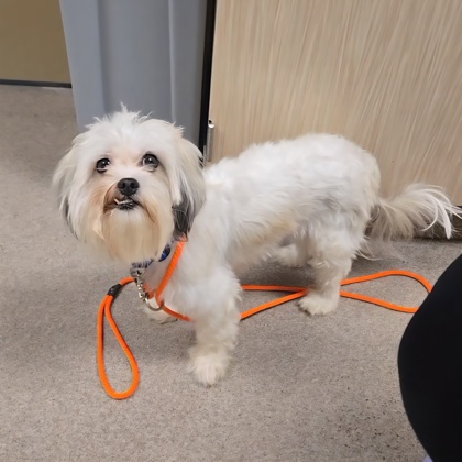 "Marge" Adoption hold