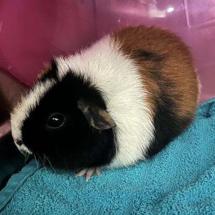 Cookie