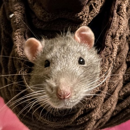 Cheddar-Required Couple