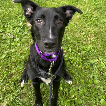 Bella
