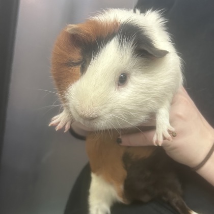 Armand - Bonded Pair!