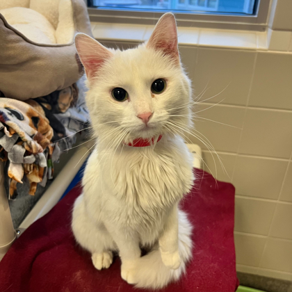 Pixie - Available Sat. Feb. 21 @ 12pm