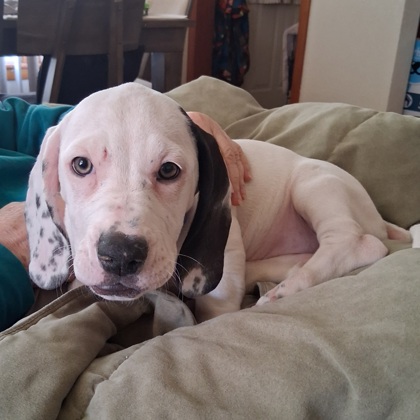 Daisy