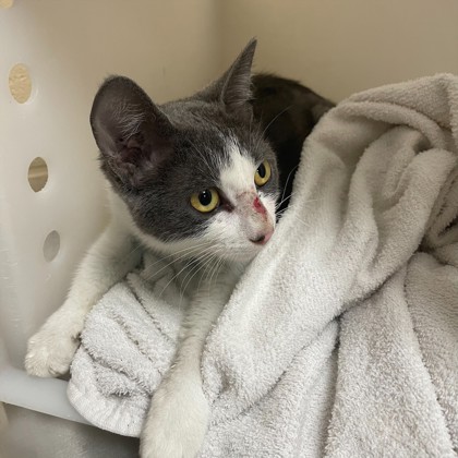 "Nomad"-Adoption Hold
