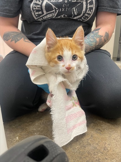 "Cookie Dough" - Adoption Hold!