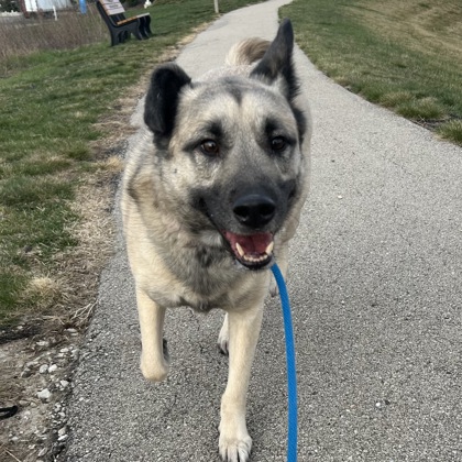 Shep