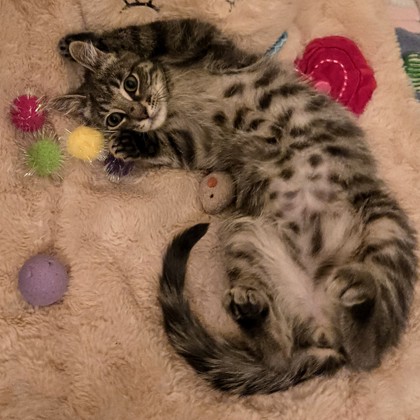 Nugget