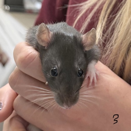 Glow - Required Pair!