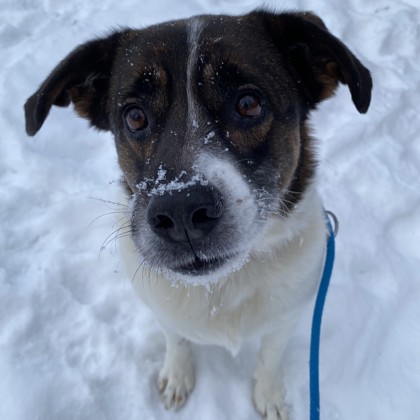 Bentley - Benchwarmer, Video & Staff Pick!