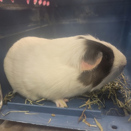 Gizmo